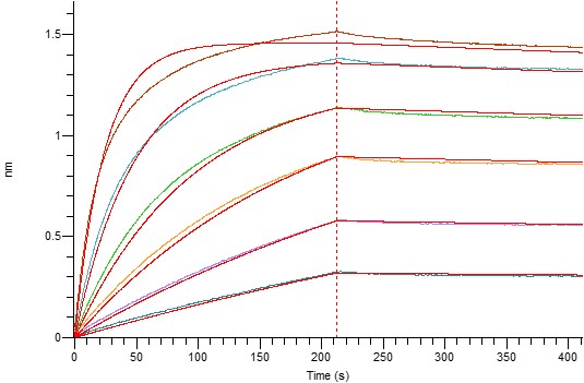 Human CD98 +BLI-2.jpg